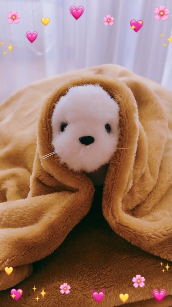 ごまちゃん