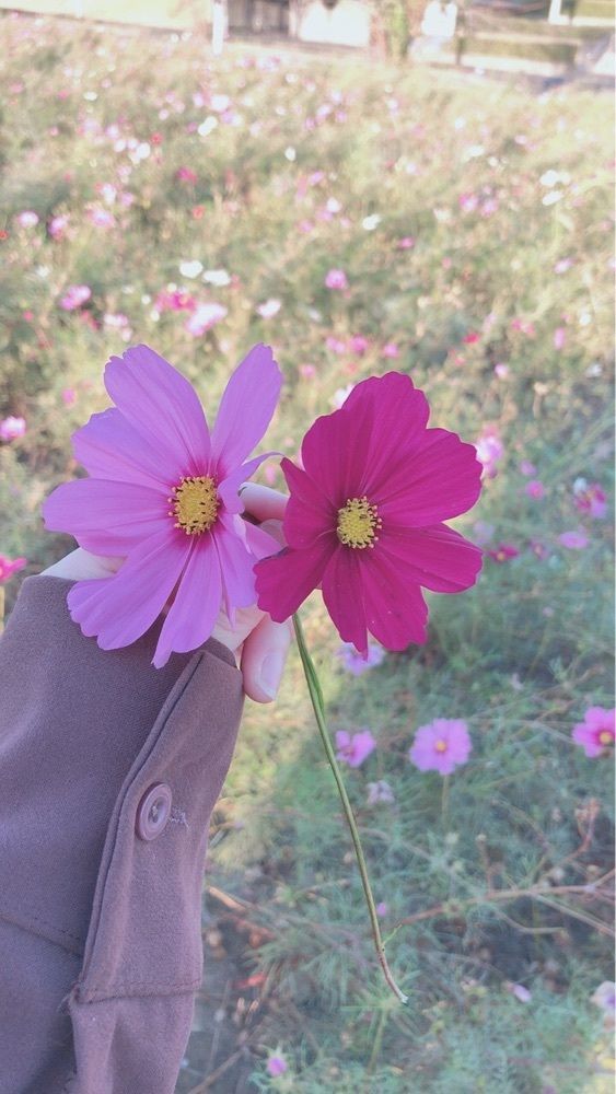 𓃠 ♡ ❁