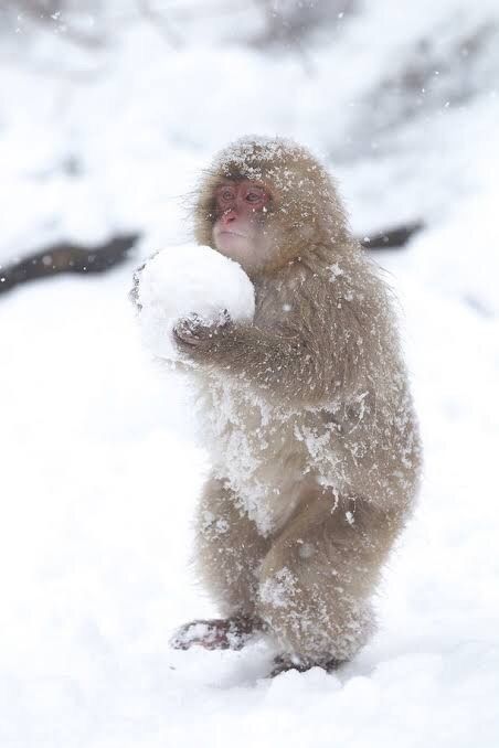 Monkey🐒