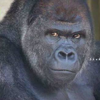shabani1965