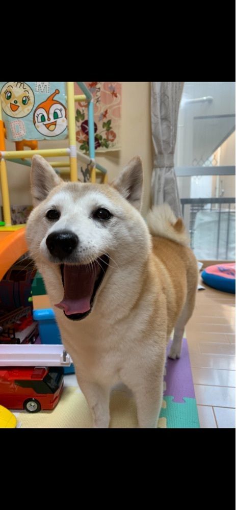 アルパカ🦙