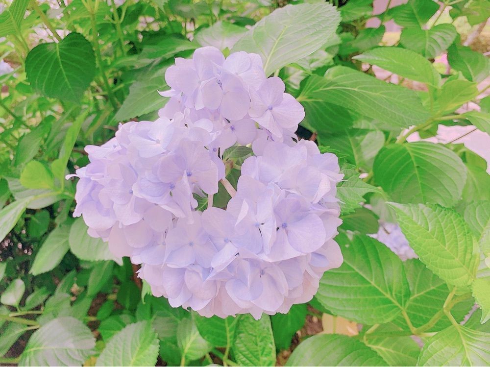beautiful_garden_e784
