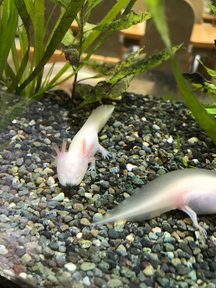 ソラゼンⅡ