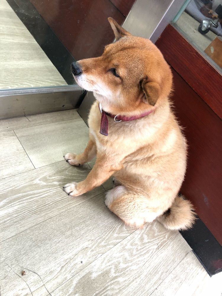 maiko