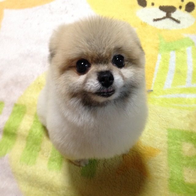 *花*