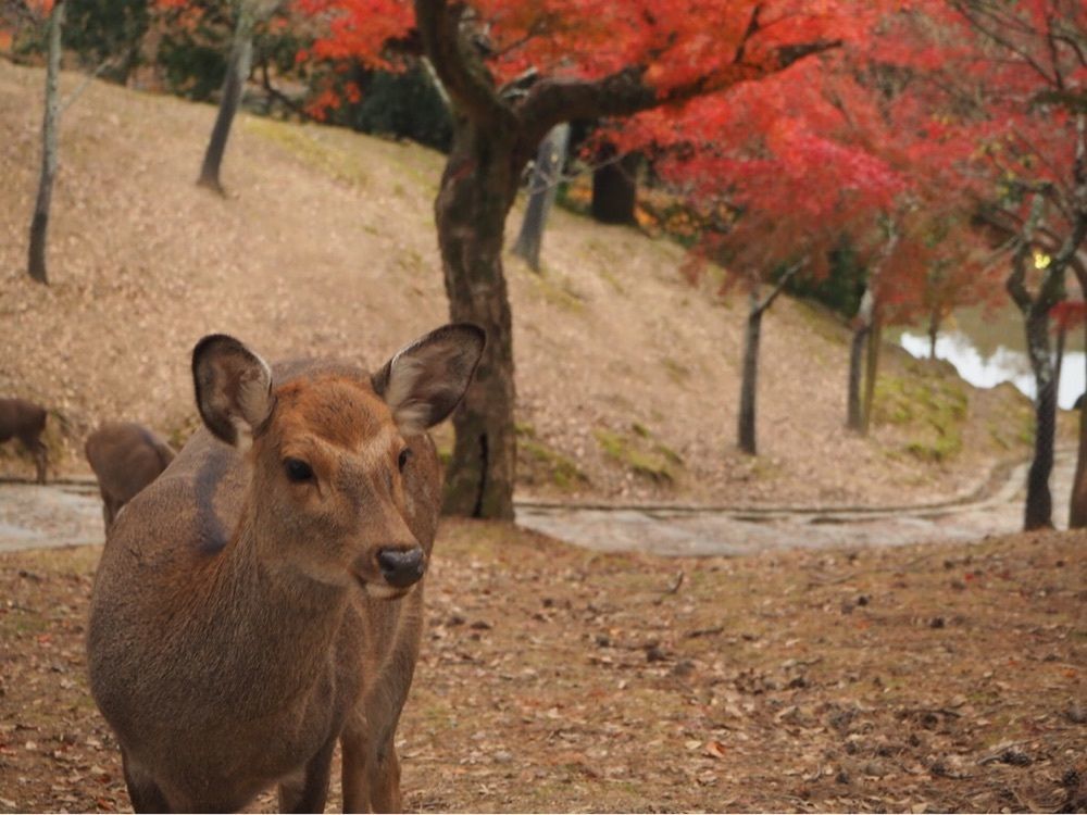 ちゃぴ