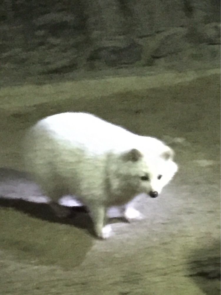 白たぬき