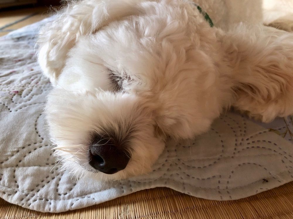 Peco🐶