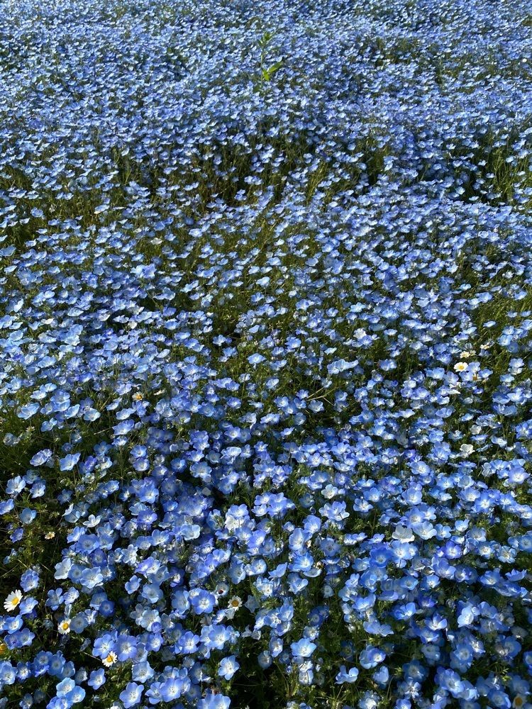 檸檬水