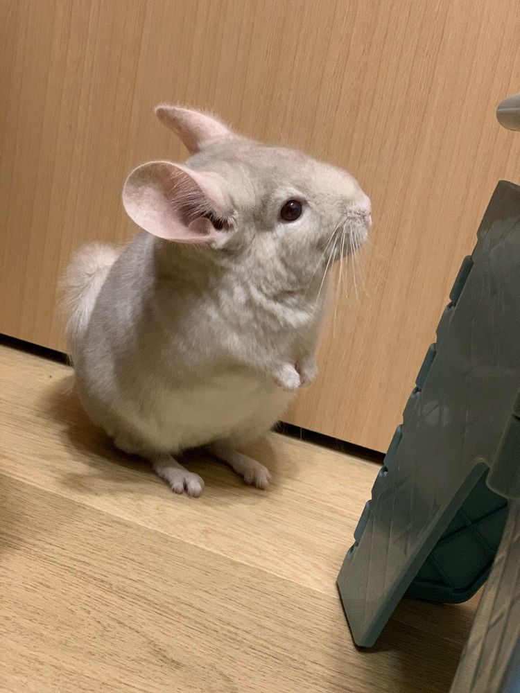 もぐちゃう