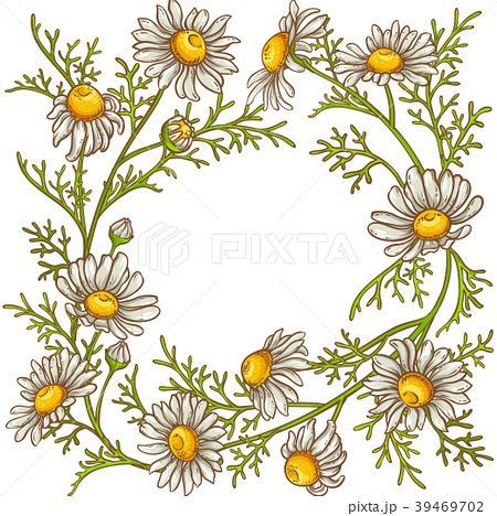 chamomile_camitsure