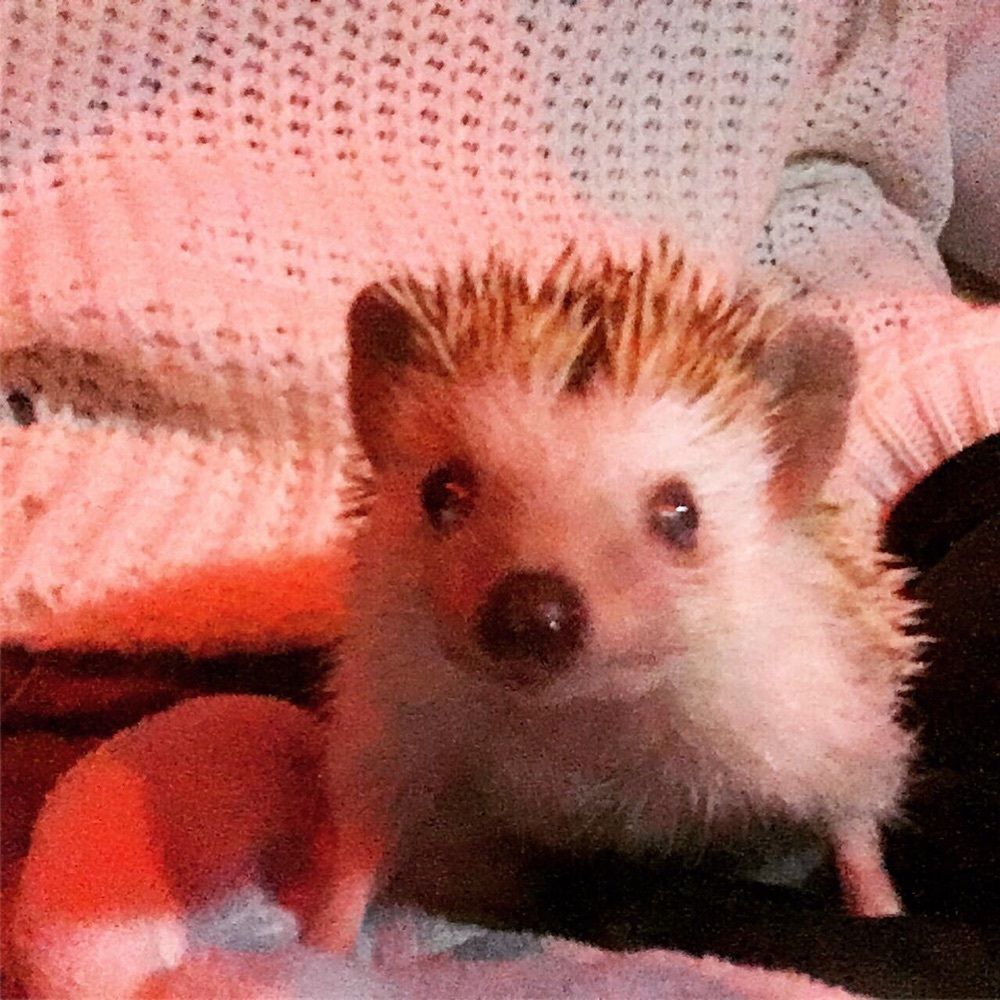 こじまっち