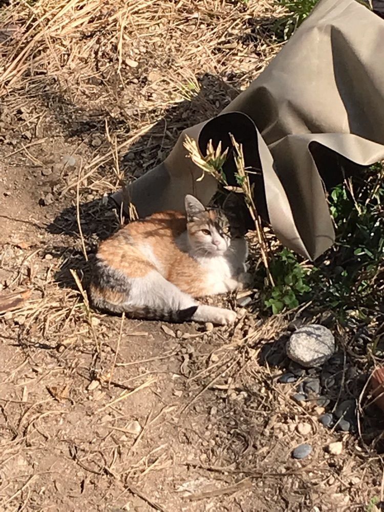 ネコさま