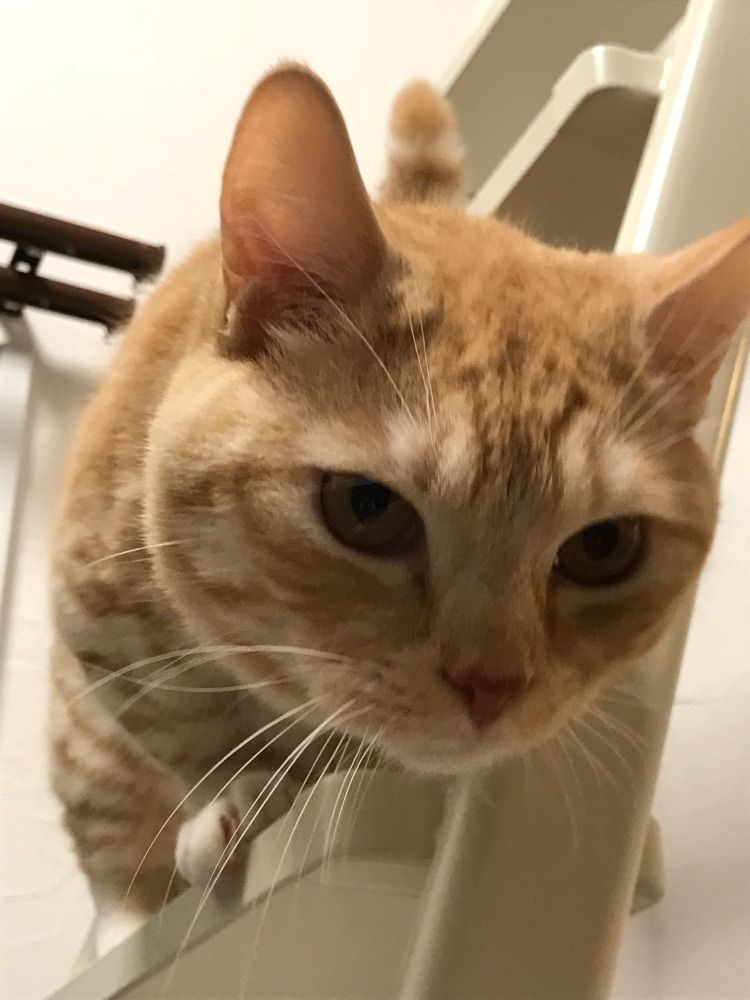 おたふくみかん