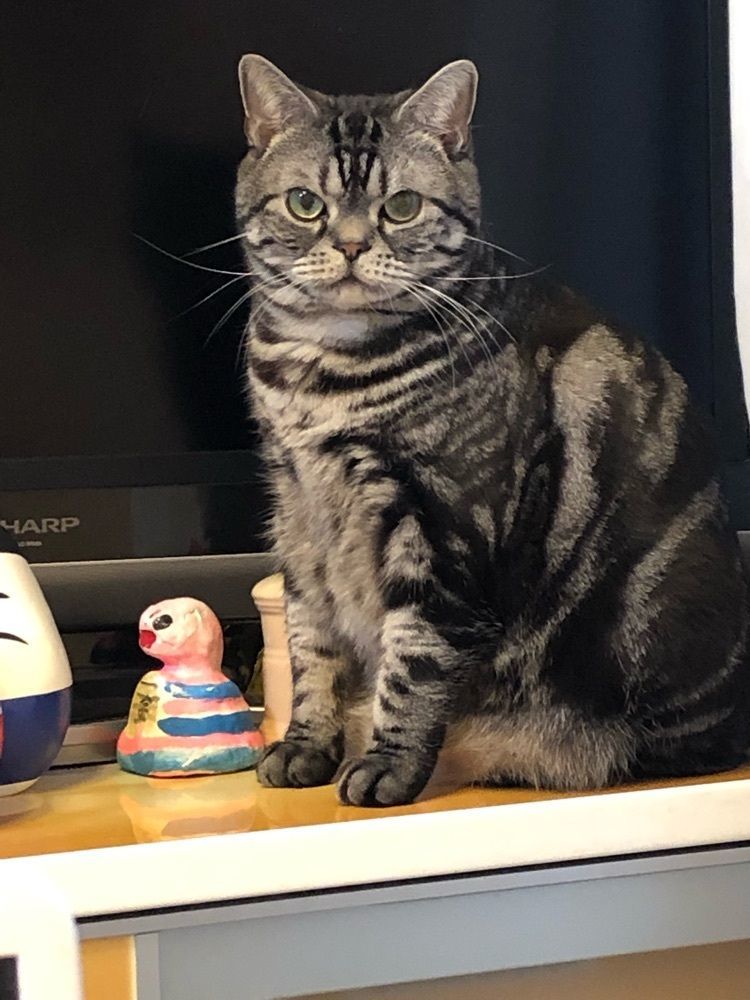 mayuneko93