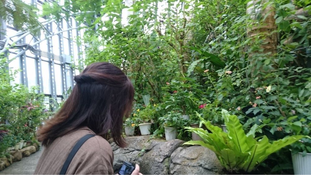 よもぎのお餅。