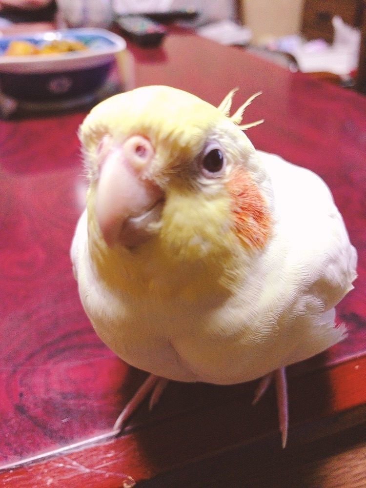 tomo tomo