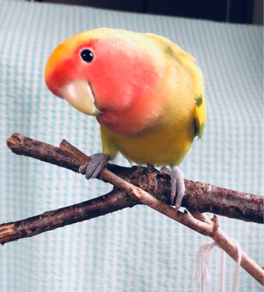 まき