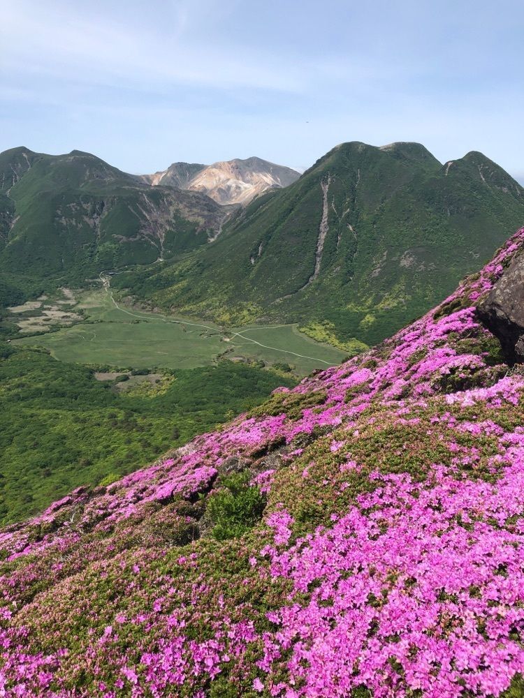 mountain golila