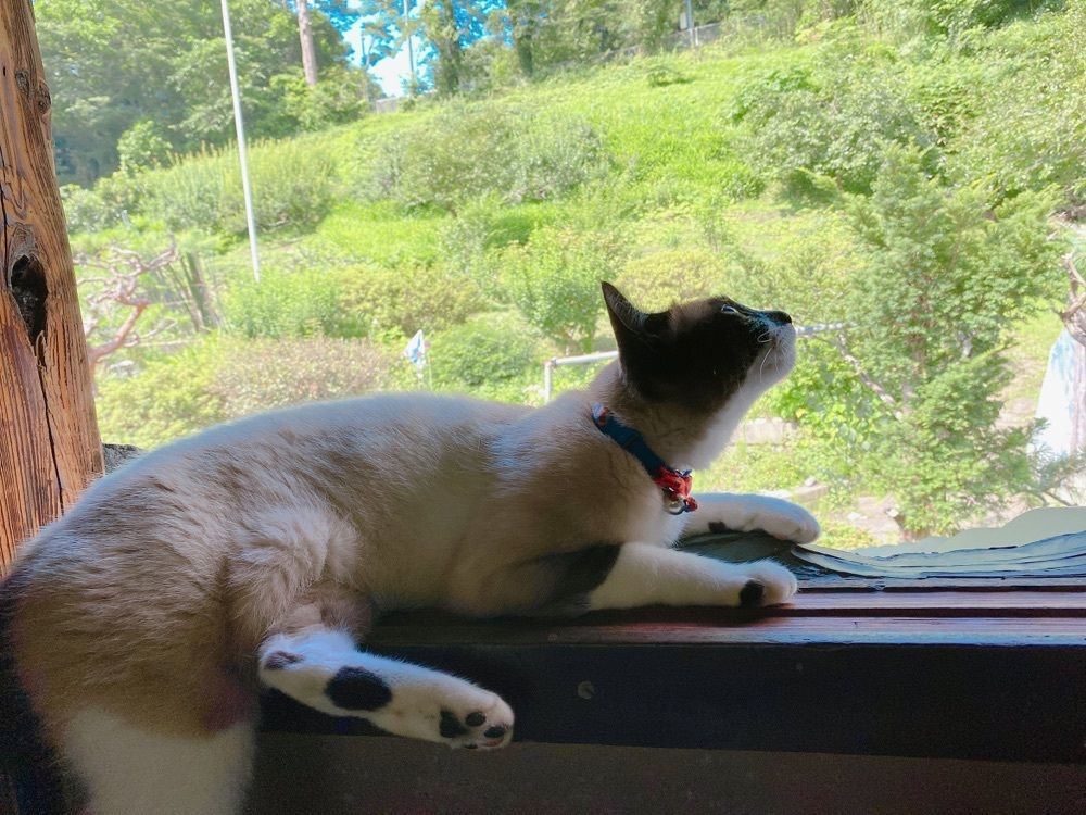 まめきち