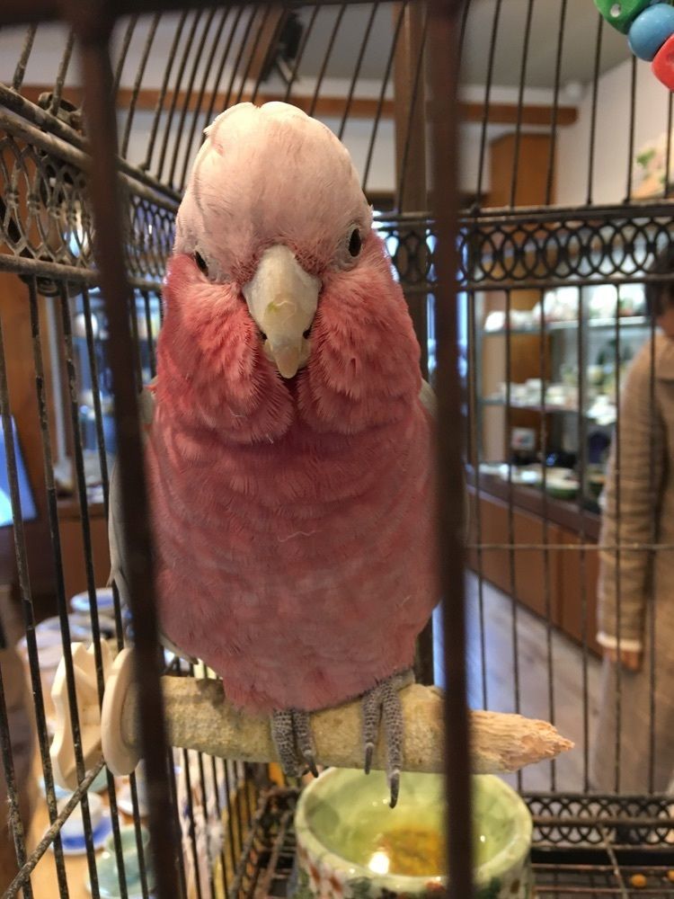 こっちゃん
