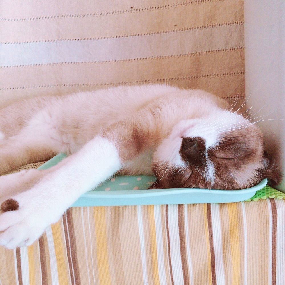 まめきち