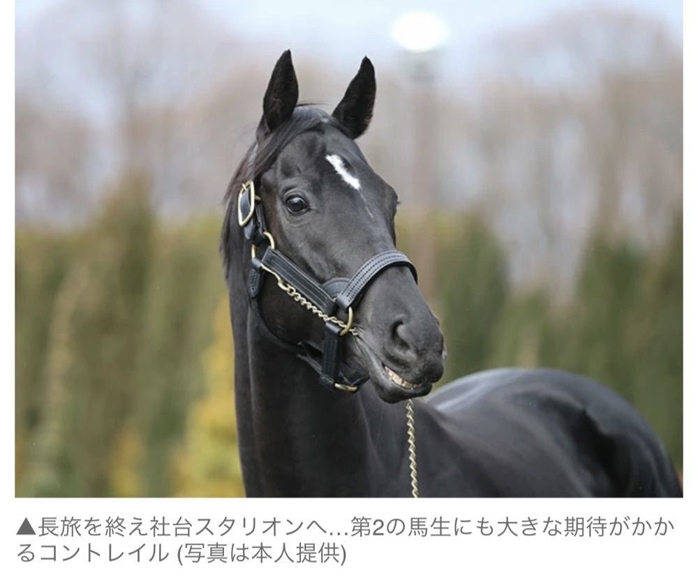 たま鴎