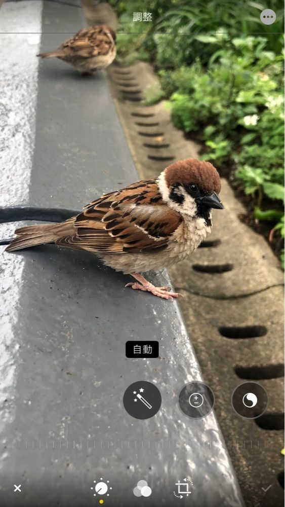 ちゅん太郎