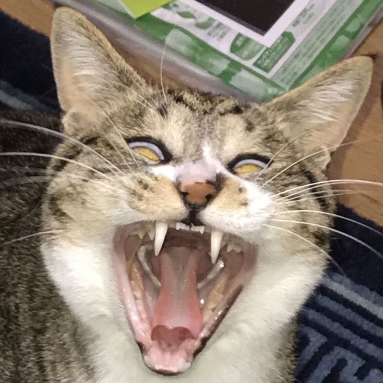 ぷりふぁ
