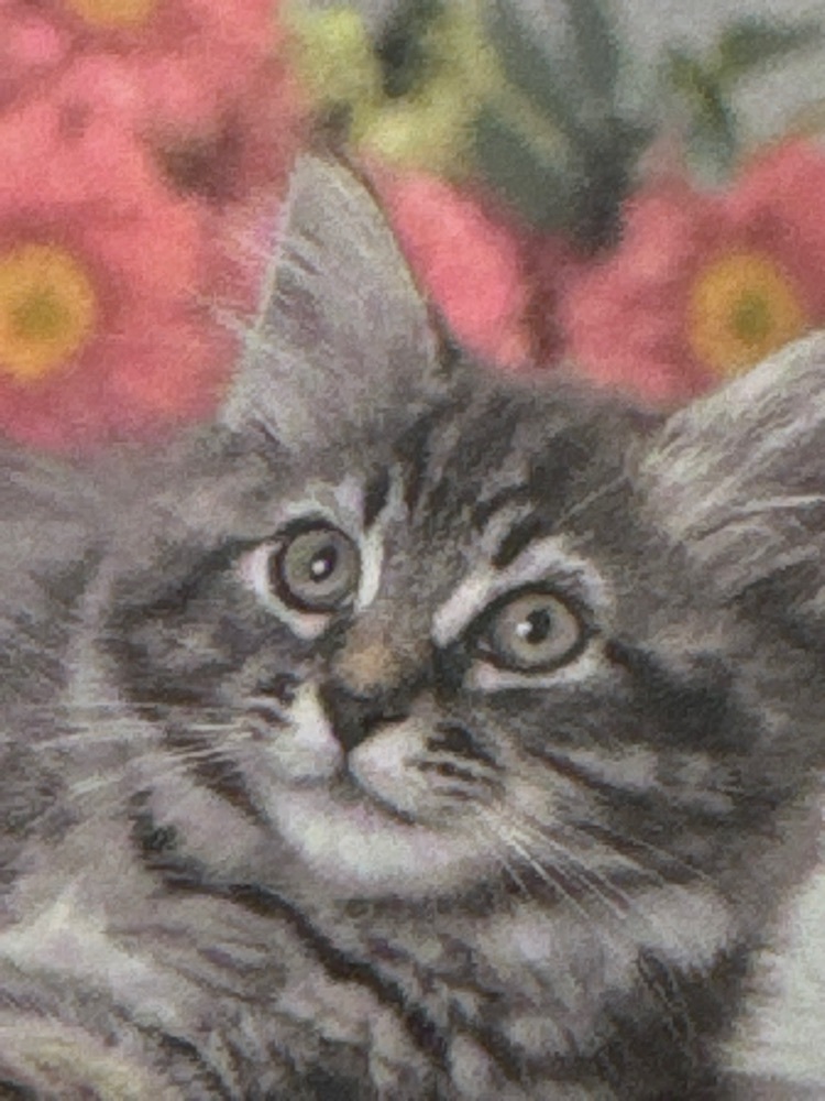 和久津にゃんこ