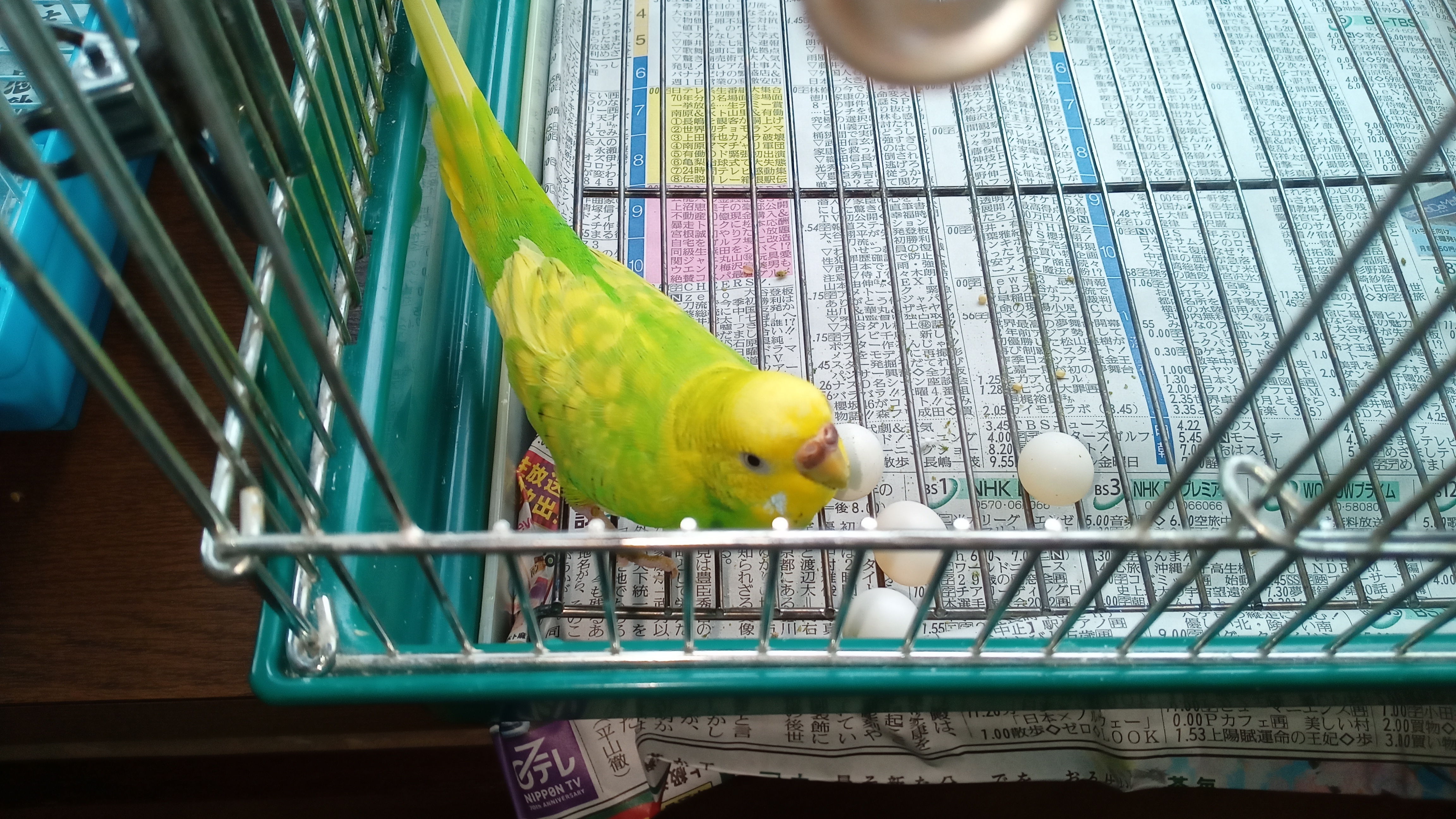 ともも