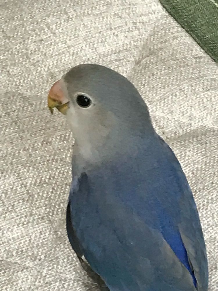 ムタ