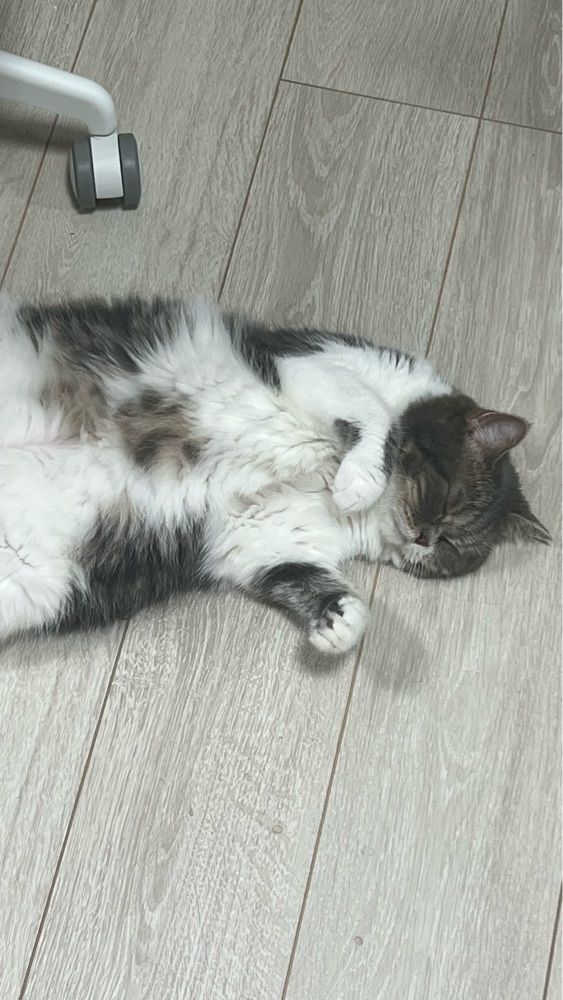 食に貪欲なNeko