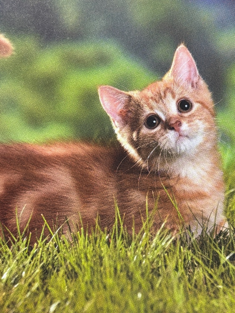 芝生にゃんこ