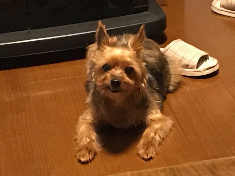 azuki.ran