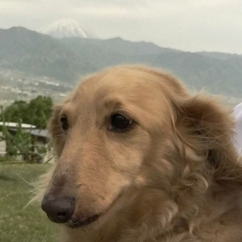 ダックス