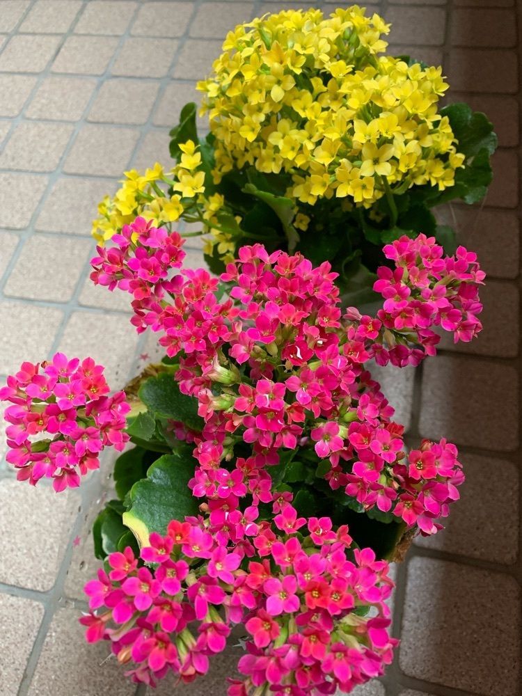 のぐりん