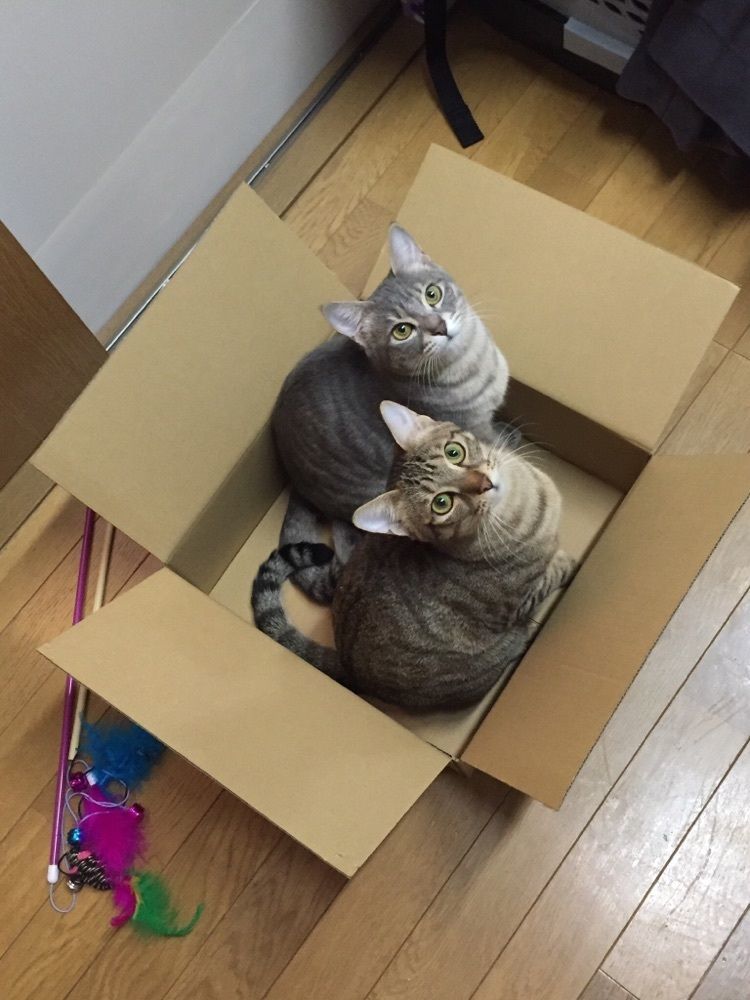 じろたん