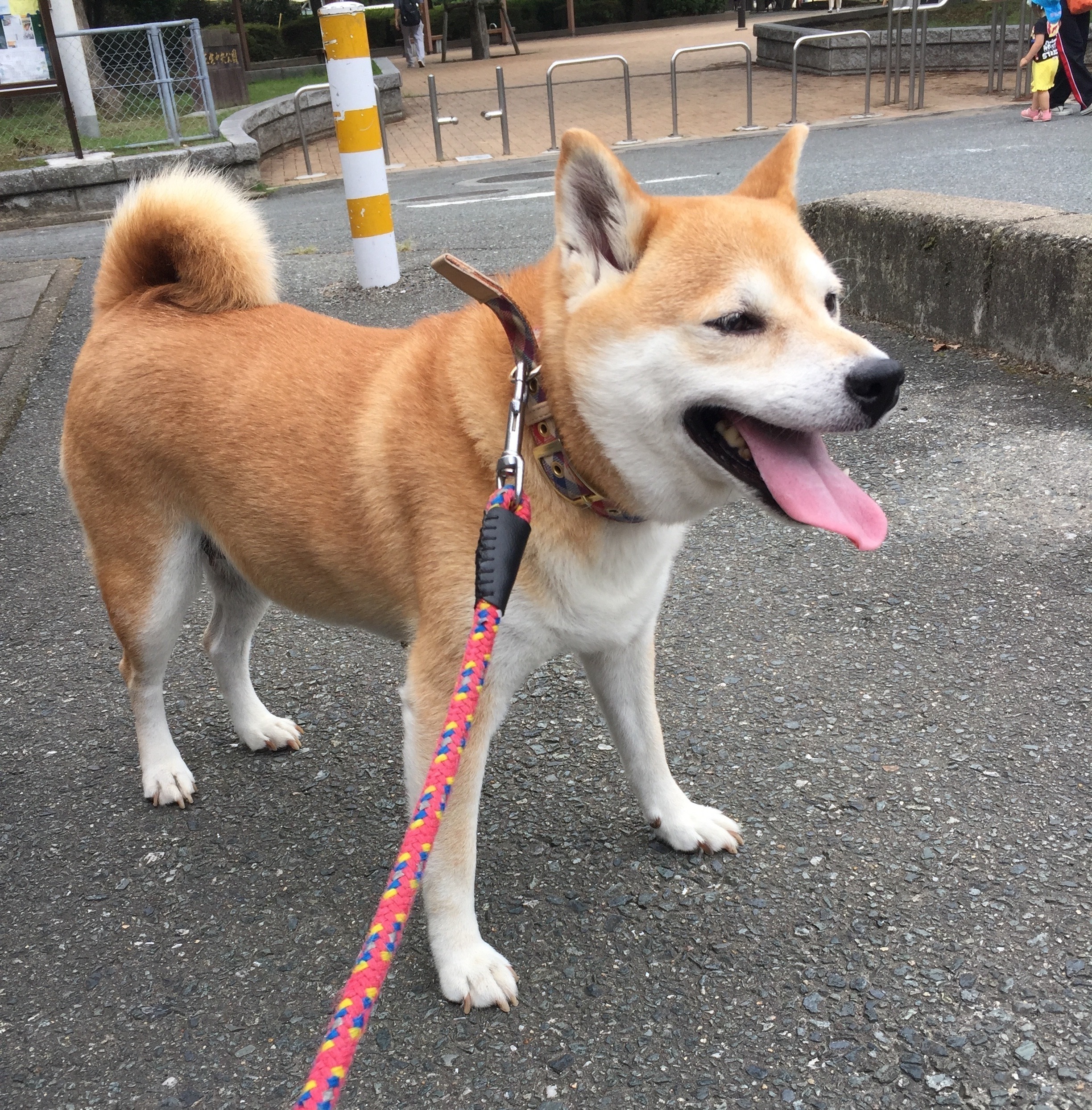 nicosaki