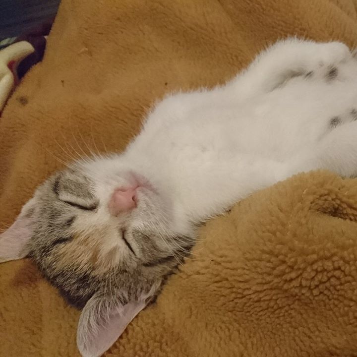Miki