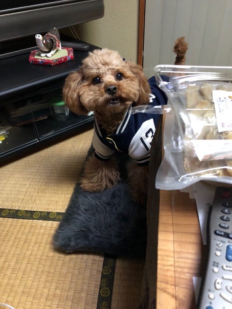 ココチャン