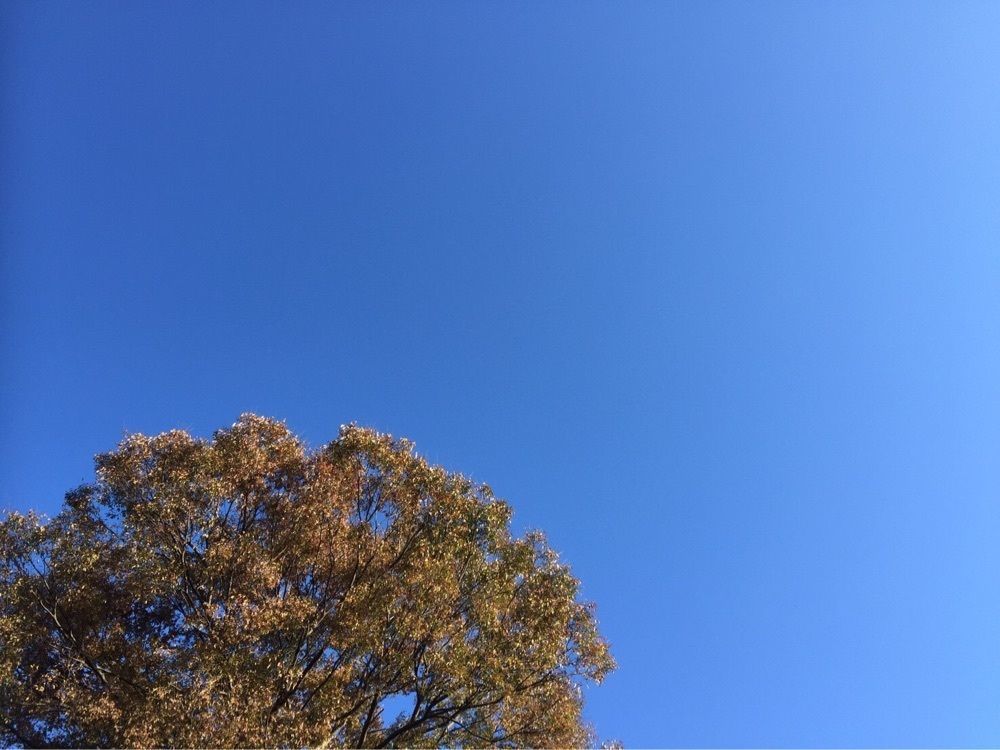 桜葉