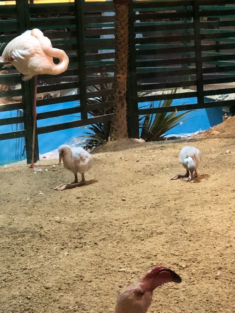 かしー