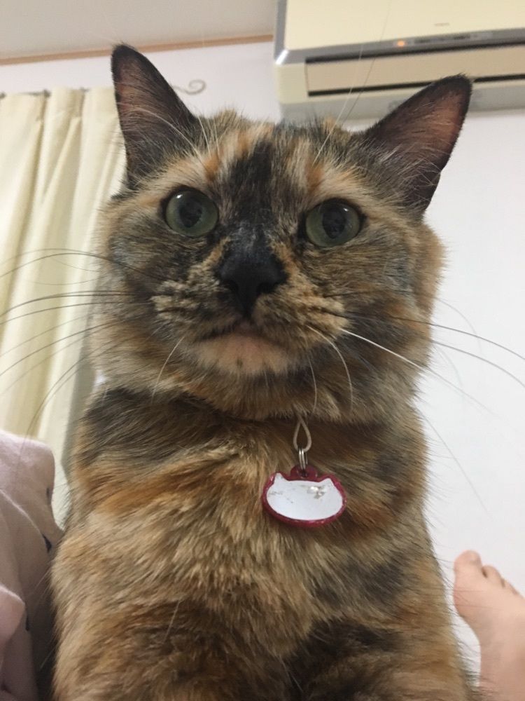 ゆき