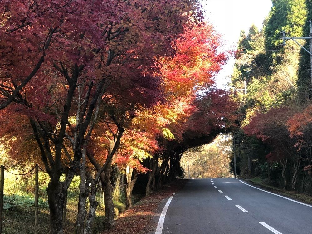 九童 比呂の神