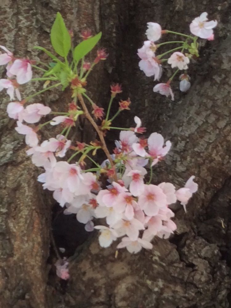 someiyoshino39