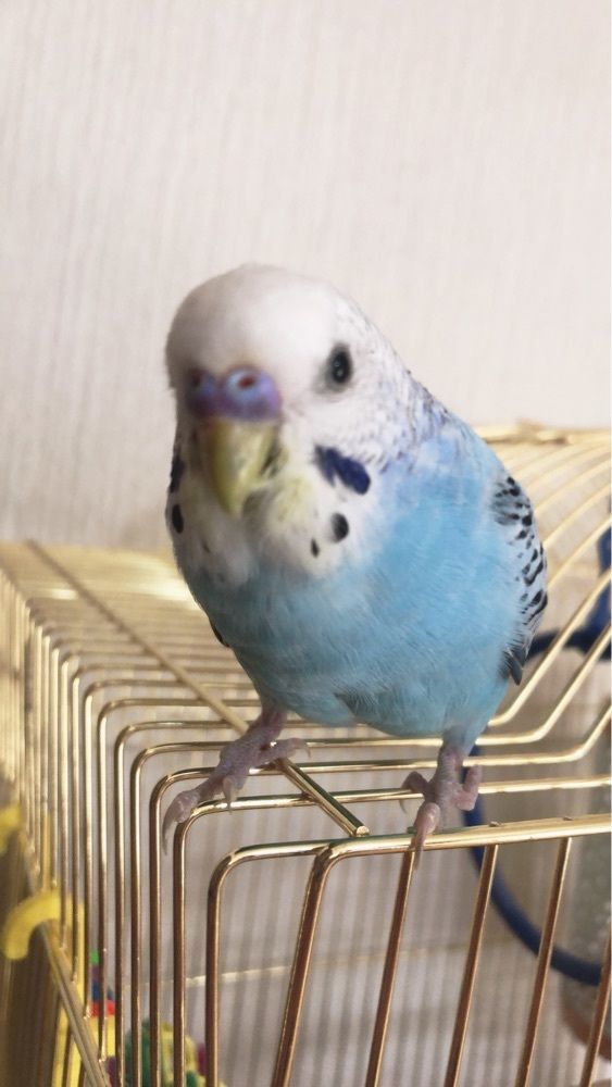 ponponao