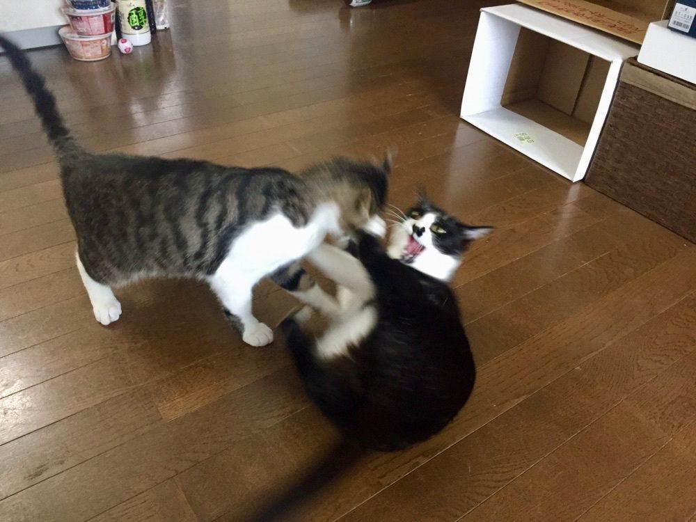 マメとムギ