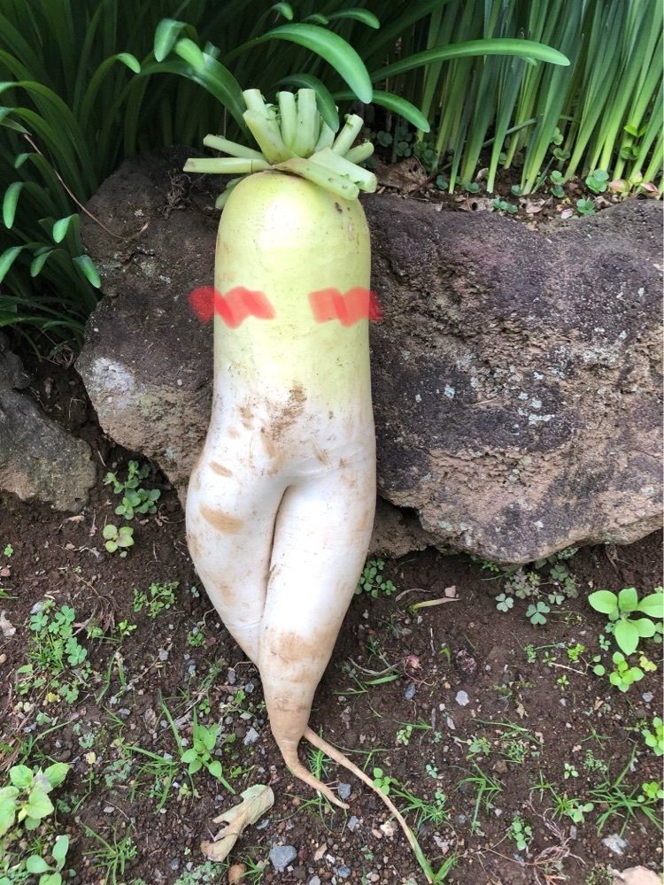 いとちゃん