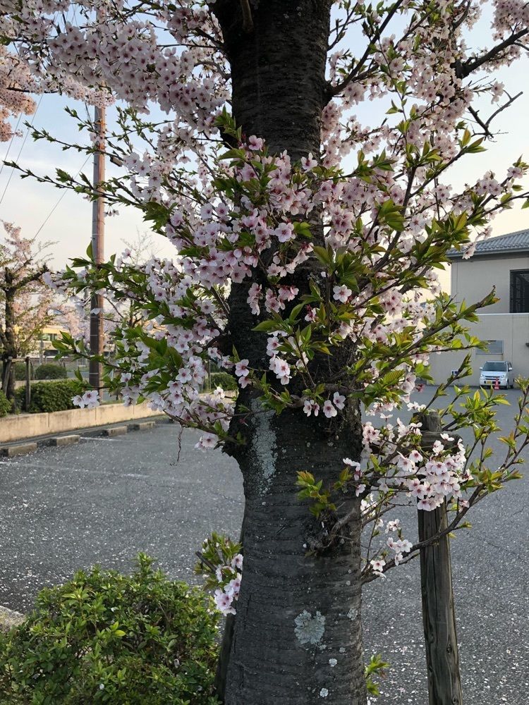 くーちゃん